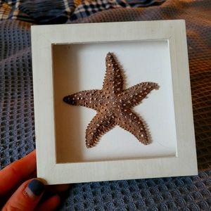 StarFish Wall Decor
